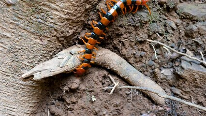 Closeup of a Tiger Centipede