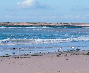 Quatre Pluviers argentés qui picore le sable