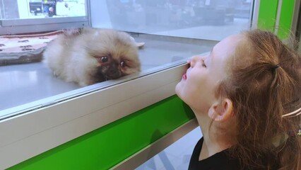 Cute puppy playing with a little girl in a pet store. Child have fun with dog. 