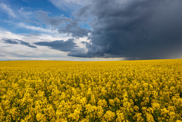 Canola field against a stormy spring sky