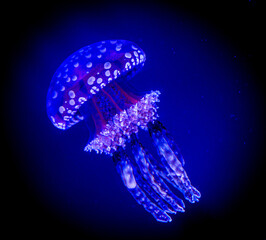 blue and white jellyfish glowing in the dark ocean water.
