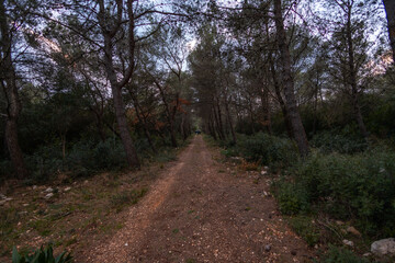 path in the woods