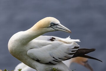 Portrait von einem Basstölpel