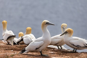 gannets on an island