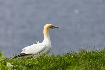 portrait of a gannet 