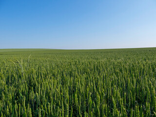 Green wheat field spring countryside landscape