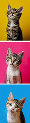 Vertical collage of kitten portraits on bright different color background.