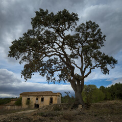 The image shows a large, sprawling tree in front of an abandoned.