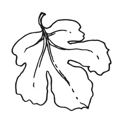 Tree leaf hand drawn vector illustration