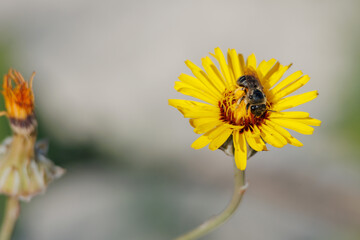Abeja de pantalones asypoda hirtipes comiendo en flor lechuguilla dulce (reichardia tingitana). Beniarrés, España