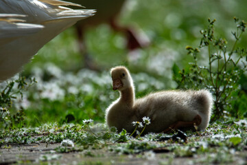 country goose and ducklings