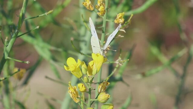 Frontal de mariposa de la col hembra, Pieris brassicae, comiendo en flor de mostaza blanca (Sinapis alba) y sale volando, Beniarres, Espa&ntilde;a