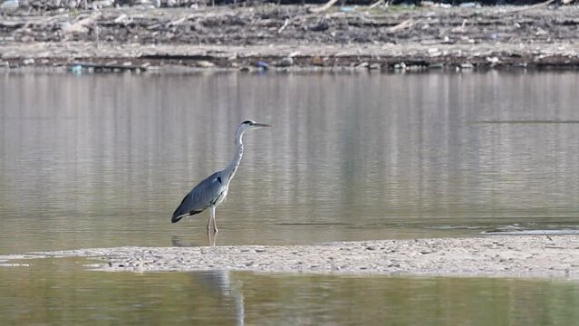 Garza real, Ardea cinerea, ve como se le escapa el desayuno, Pantano de Beniarres, Espa&ntilde;a