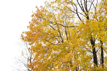 autumn leaves in the sun