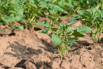 growing potato plant in an agricultural field close-up