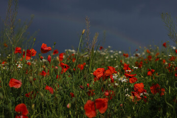 Fototapeta premium poppy field before summer thunderstorm with a rainbow in the Sky