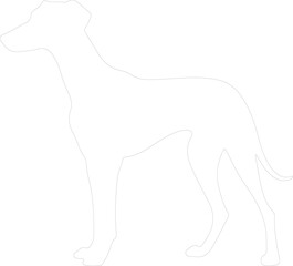 Obraz premium Sloughi outline