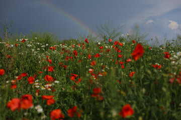 rainbow in the Sky with poppy field before summer thunderstorm