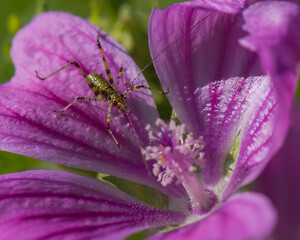 A Long-Legged Insect is Resting on a Beautiful Violet Flower in Late Spring