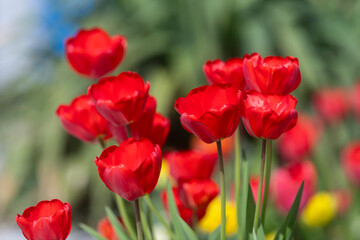Obraz premium Close-Up red tulips on green background