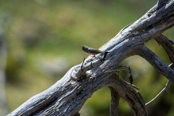 barbed wire on a tree
