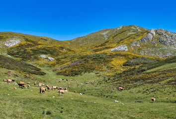 Cattle at Vega Ordial, in the track PR AS 16, Somiedo Natural Park, Asturias, Spain