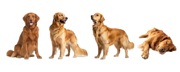 Obraz premium golden retriever in various positions as lying, standing, and sitting. transparent background.