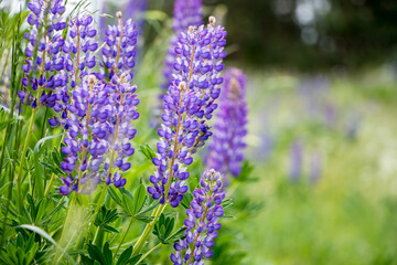 beautiful floral background. Purple lupine flowers close up, green leaves and grass blurred green background.	
