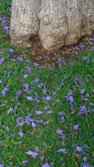 Tranquil Jacaranda Blooms in Spring