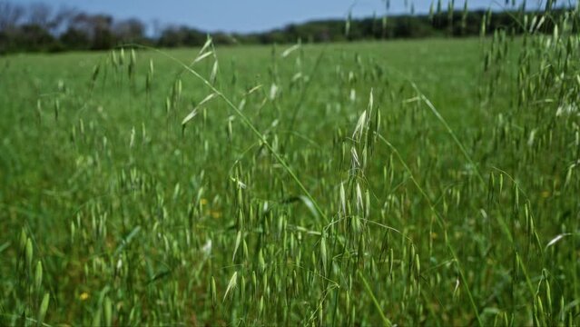 Close-up of wild oats growing in a lush green field under a clear blue sky in puglia, italy, showcasing the natural abundance and beauty of the southern italian outdoors.