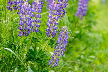 beautiful floral background. Purple lupine flowers close up, green leaves and grass blurred green background.	
