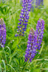 beautiful floral background. Purple lupine flowers close up, green leaves and grass blurred green background.	
