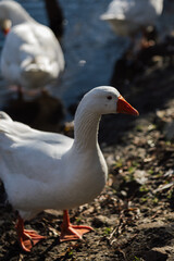 goose on the beach