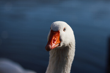 close up of a goose