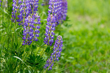 beautiful floral background. Purple lupine flowers close up, green leaves and grass blurred green background.	
