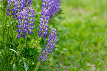 beautiful floral background. Purple lupine flowers close up, green leaves and grass blurred green background.	
