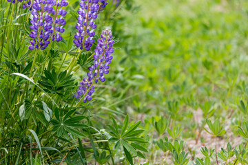 beautiful floral background. Purple lupine flowers close up, green leaves and grass blurred green background.	

