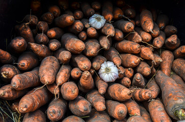 Fresh, organic carrots with earthy textures after harvesting. agriculture, organic produce, healthy eating, or farm-to-table concepts 