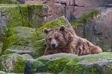 photograph of a brown bear in nature