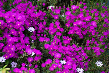Fototapeta premium Magnifiques fleurs Ficoïdes en bordure de route en Bretagne