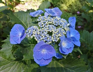 blue hydrangea flowers