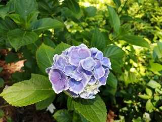 blue hydrangea flower
