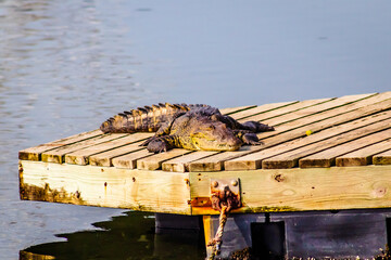 Crocodile in carpenter's lagoon in Tampico Tamaulipas