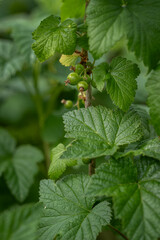 Green currant balls on a bush.