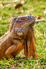 Green iguana in Laguna del Carpintero in Tampico Tamaulipas