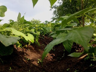Photo between the rows of green beans growing in the soil in the garden against the sky on a beautiful day in summer. Cultivation of legumes.