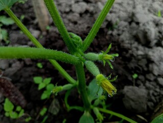 Young small gherkin cucumbers on a plant stem in a greenhouse. Ripening of young cucumbers in summer on the garden bed. Topics of agriculture and growing vegetables without chemicals.