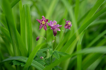 The pink flower of the oleander plant.