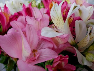 Obraz premium Many colorful alstroemeria flowers arranged in one single bouquet create a beautiful floral background of delicate petals and multi-colored flowers