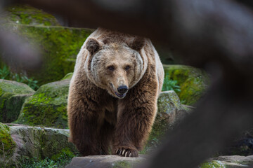 Fototapeta premium photograph of a brown bear in nature